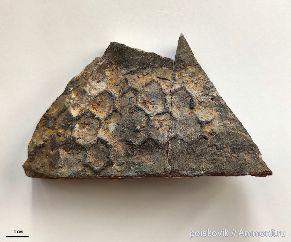 триас, Крым, ихнофоссилии, Paleodictyon