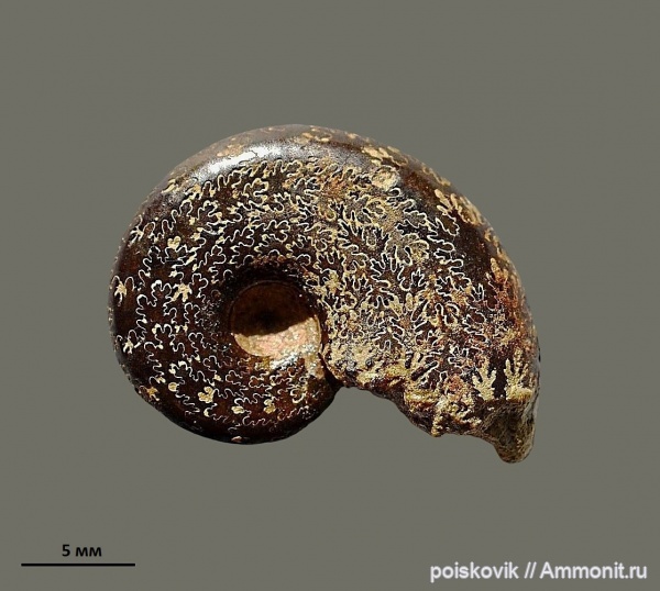 аммониты, головоногие моллюски, берриас, Крым, Ammonites