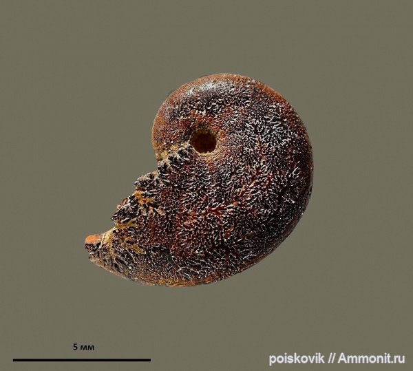 аммониты, головоногие моллюски, Крым, Ammonites, Балаклава