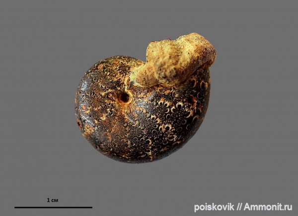 аммониты, головоногие моллюски, берриас, Крым, Ammonites, лопастные линии, Phylloceratidae