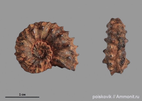 аммониты, головоногие моллюски, берриас, Крым, Ammonites, Neocosmoceras, Berriasian, Neocosmoceras minutus