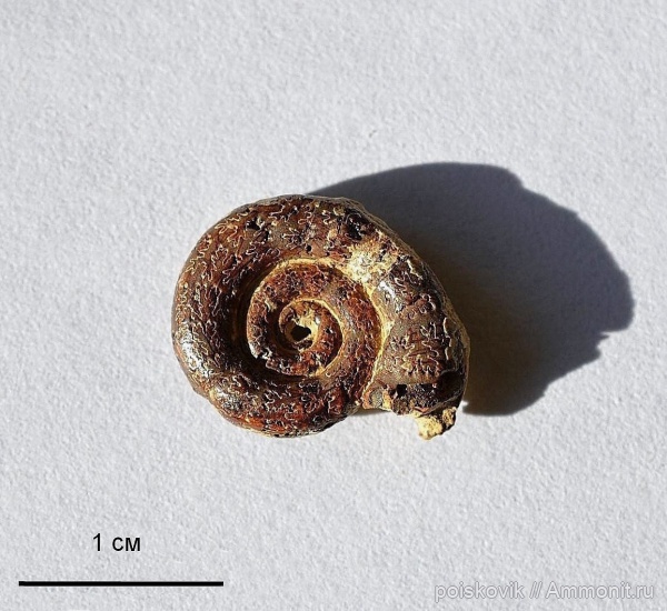 аммониты, головоногие моллюски, Крым, Ammonites, Балаклава