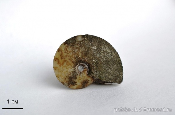 аммониты, головоногие моллюски, альб, Крым, Ammonites, Балаклава, Anahoplites planus, Albian, верхний альб