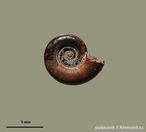 аммониты, головоногие моллюски, Крым, баррем, верхний баррем