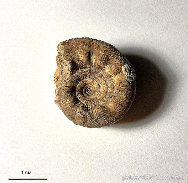 аммониты, головоногие моллюски, альб, Крым, Ammonites, Балаклава, Kossmatella, верхний альб