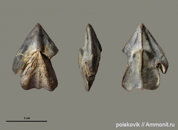 головоногие моллюски, Крым, ринхолиты, Hadrocheilus, Hadrocheilus (Dentatobeccus)