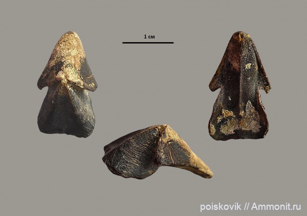 головоногие моллюски, берриас, Крым, ринхолиты, Балаклава, Hadrocheilus, Berriasian