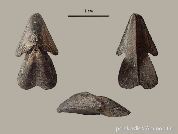 головоногие моллюски, Крым, апт, ринхолиты, Hadrocheilus, Aptian