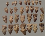 Hadrocheilus