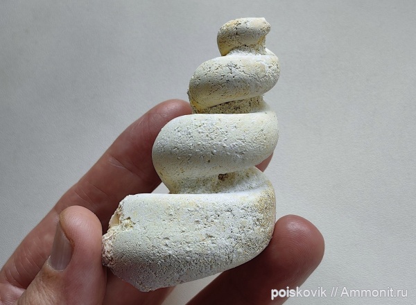 гастроподы, брюхоногие моллюски, Крым