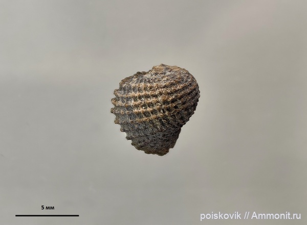 гастроподы, брюхоногие моллюски, Крым