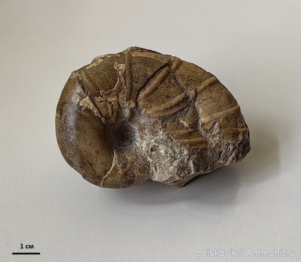 аммониты, головоногие моллюски, альб, Крым, Desmoceras, Балаклава