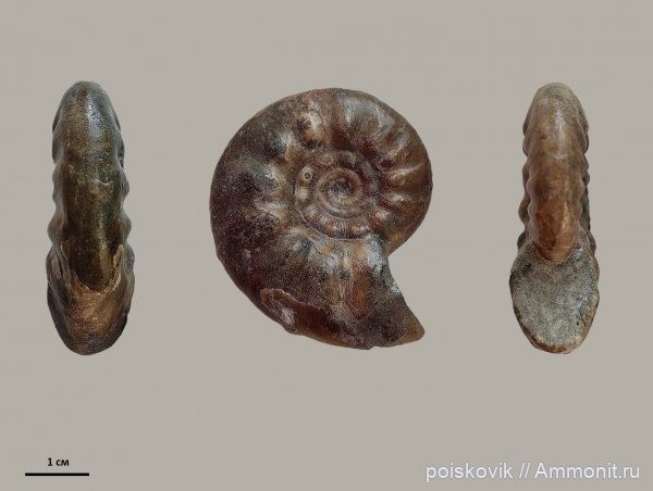 аммониты, головоногие моллюски, альб, Крым, Ammonites, Балаклава, Kossmatella, Albian, эрратические валуны, верхний альб