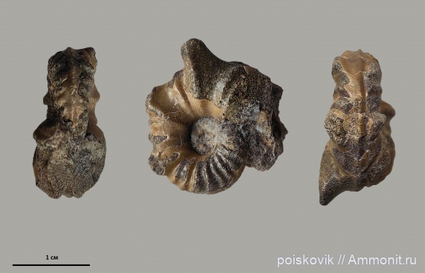 аммониты, головоногие моллюски, альб, Крым, Ammonites, Балаклава, Dipoloceras, Albian, эрратические валуны, верхний альб