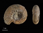 Olcostephanus