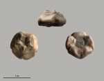 Sclerocrinus