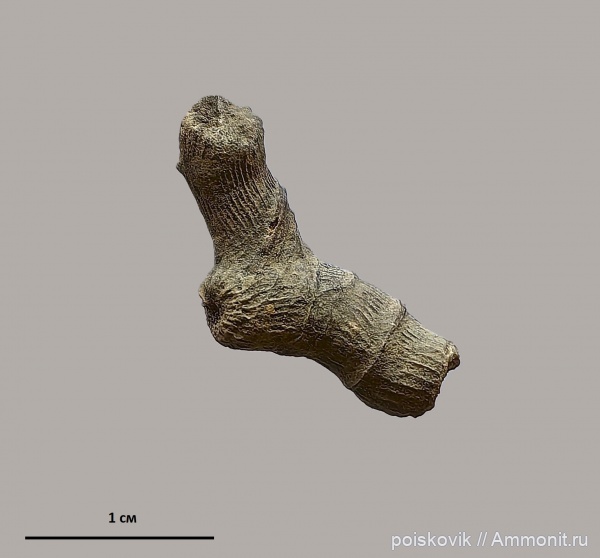 кораллы, оксфорд, Крым, Балаклава, урочище Аязьма