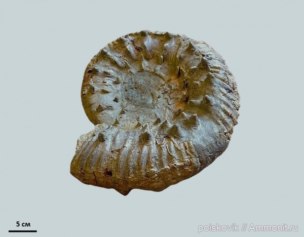 аммониты, головоногие моллюски, берриас, Крым, Ammonites, Pomeliceras