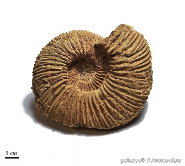 аммониты, головоногие моллюски, Speetoniceras, Крым, готерив, Ammonites, верхний готерив, Hauterivian