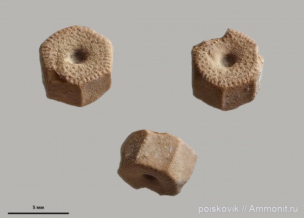 морские лилии, иглокожие, криноидеи, Крым