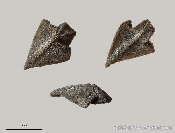 Крым, ринхолиты, Leptocheilus