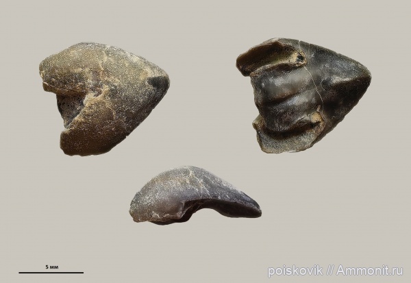 Крым, ринхолиты, Gonatocheilus