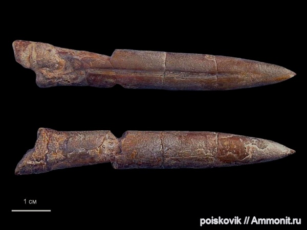 белемниты, головоногие моллюски, фрагмоконы, берриас, Крым, Berriasian, belemnites, phragmocones