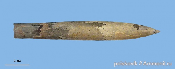 белемниты, головоногие моллюски, Крым, Neohibolites, belemnites