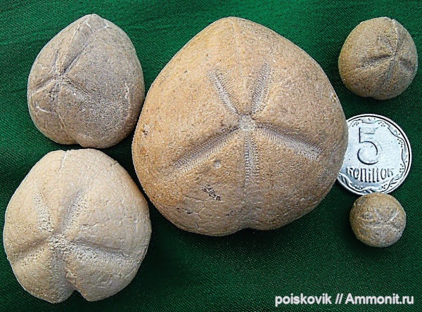 морские ежи, иглокожие, Крым, Балаклава