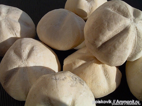 морские ежи, иглокожие, Крым, Балаклава, Linthia