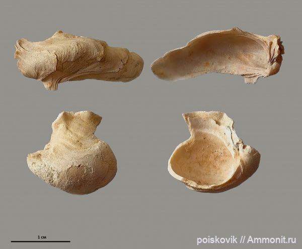 двустворчатые моллюски, маастрихт, Крым