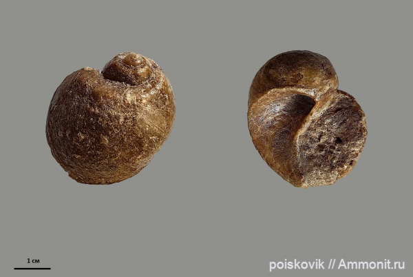 брюхоногие моллюски, берриас, Крым, Балаклава, Gyrodes