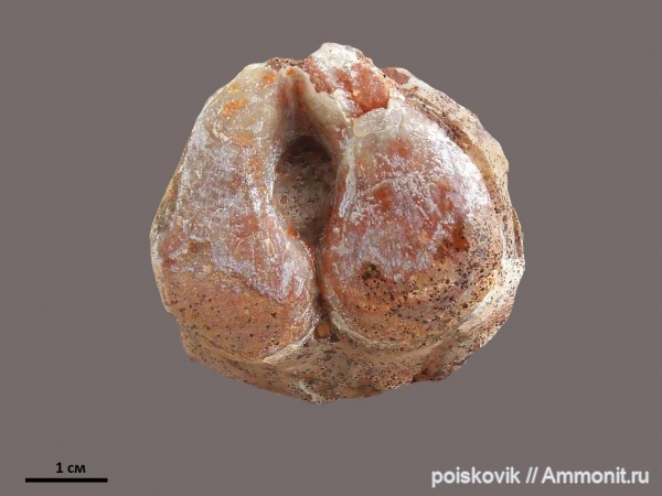 брахиоподы, Крым, баррем, нижний баррем, Pygope janitor, Terebratulida, Pygope