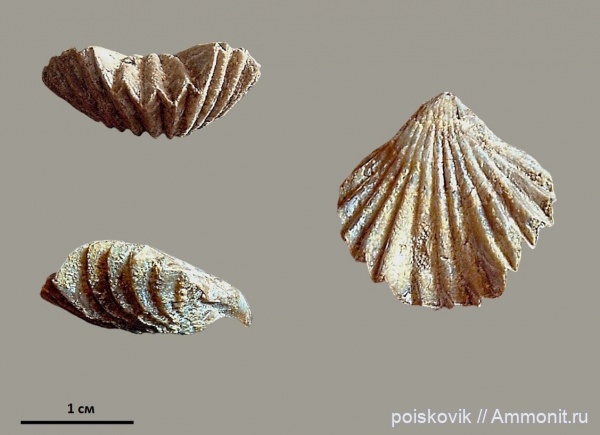 брахиоподы, берриас, Крым, Rhynchonellida, Belbekella, Berriasian, Belbekella mutabilis