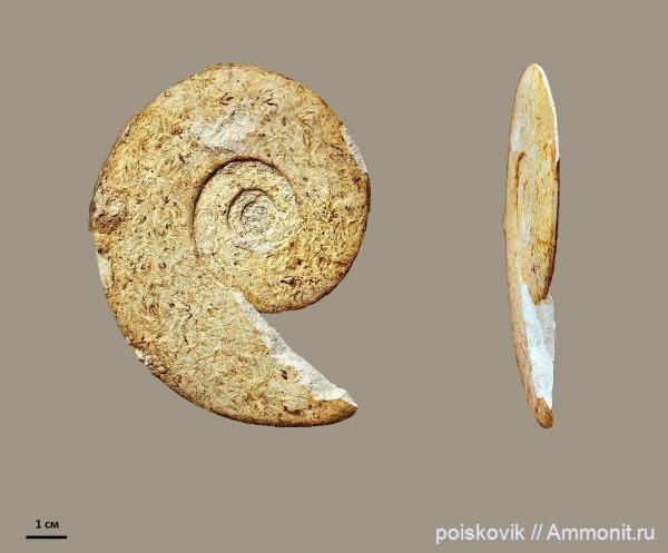 аммониты, Крым, Hauericeras