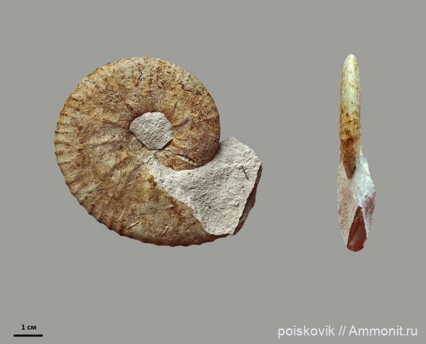 аммониты, Крым, Pachydiscus