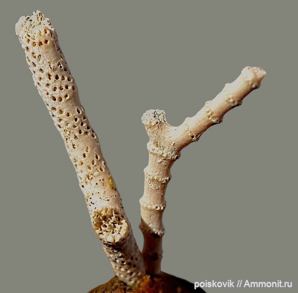 мшанки, Крым, Балаклава