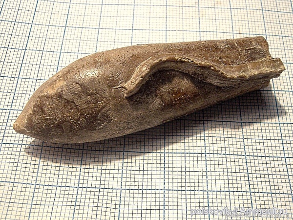 белемниты, серпулы, головоногие моллюски, Крым, Serpulidae, Duvalia, дювалии, Propomatoceros, Propomatoceros triangularis, belemnites