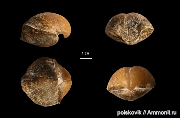 брахиоподы, Choristites, Choristites mosquensis