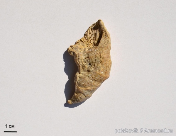 кораллы, Gshelia, Gshelia rouilleri