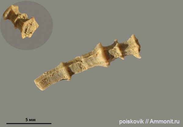 серпулы, берриас, Крым, Serpulidae, Genicularia ornata, Berriasian