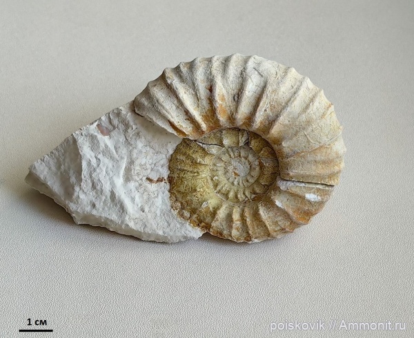 аммониты, головоногие моллюски, Крым, Pachydiscus