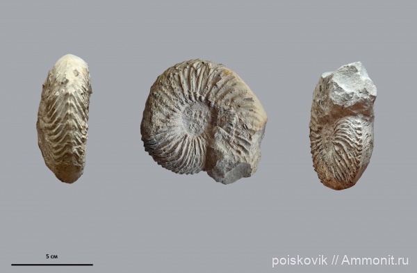 аммониты, Cardioceras, Крым