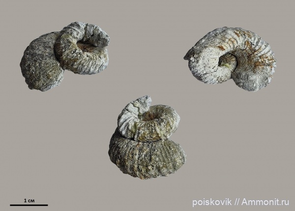 аммониты, Крым, Bostrychoceras