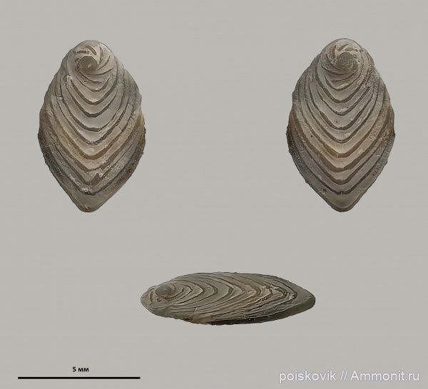 фораминиферы, Крым, Neoflabellina