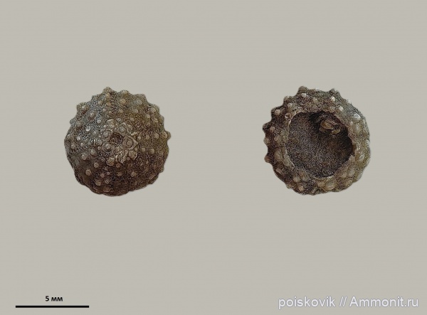 морские ежи, иглокожие, Крым, Балаклава