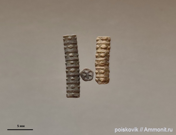 морские лилии, криноидеи, Крым, Balanocrinus