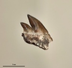 Зуб гребнезубой акулы