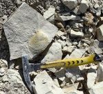 Иноцерамус