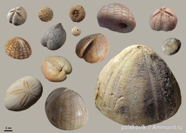 морские ежи, иглокожие, Крым